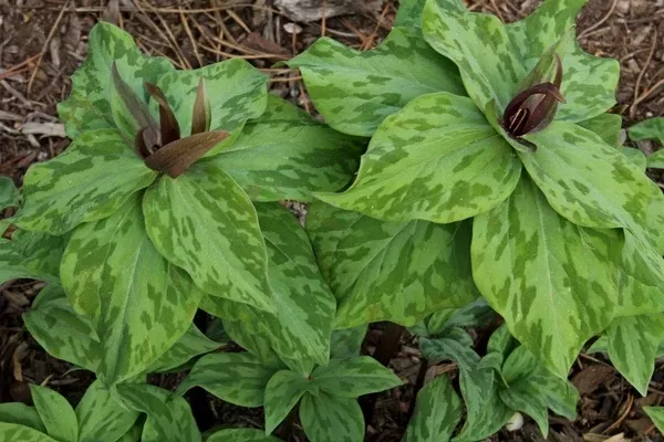 Trillium 'Julia'