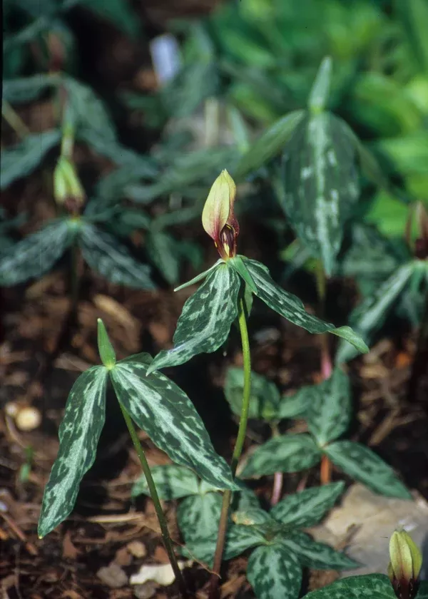 Trillium lancifolium coll. #A2FL-013