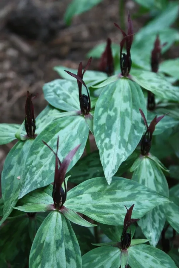 Trillium lancifolium 'Whitfield'