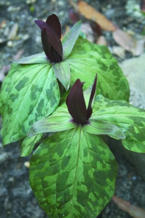 Trillium sp. nov. freemanii Ruby Falls coll. #A1NC-056