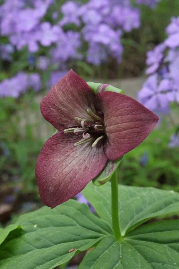 Trillium x flexatum dark pink form