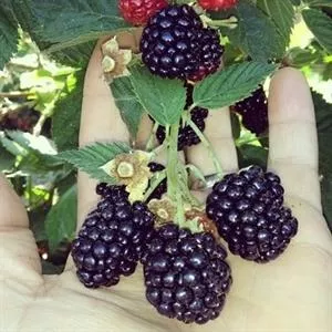 Triple Crown Thornless Blackberry