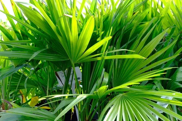 Trithrinax brasiliensis