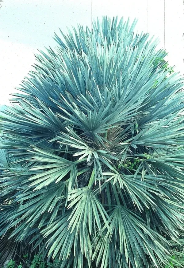 Trithrinax campestris