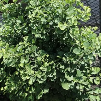 Troll Dwarf Maidenhair