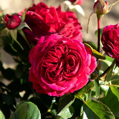 True Endearment Rose