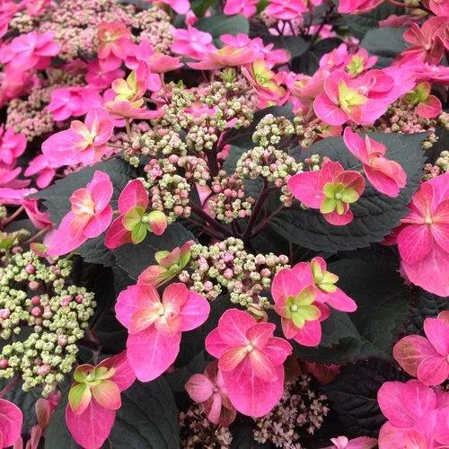 Tuff Stuff™ Red Hydrangea