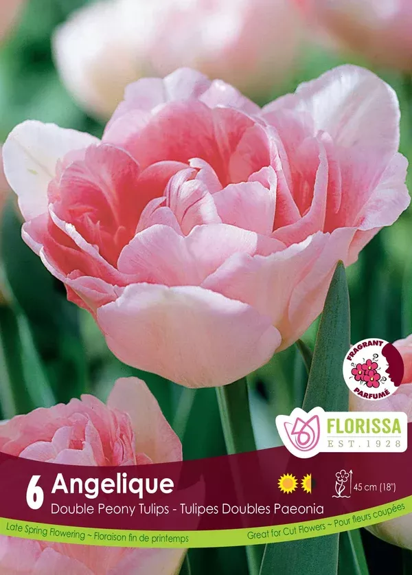 Tulip 'Angelique'