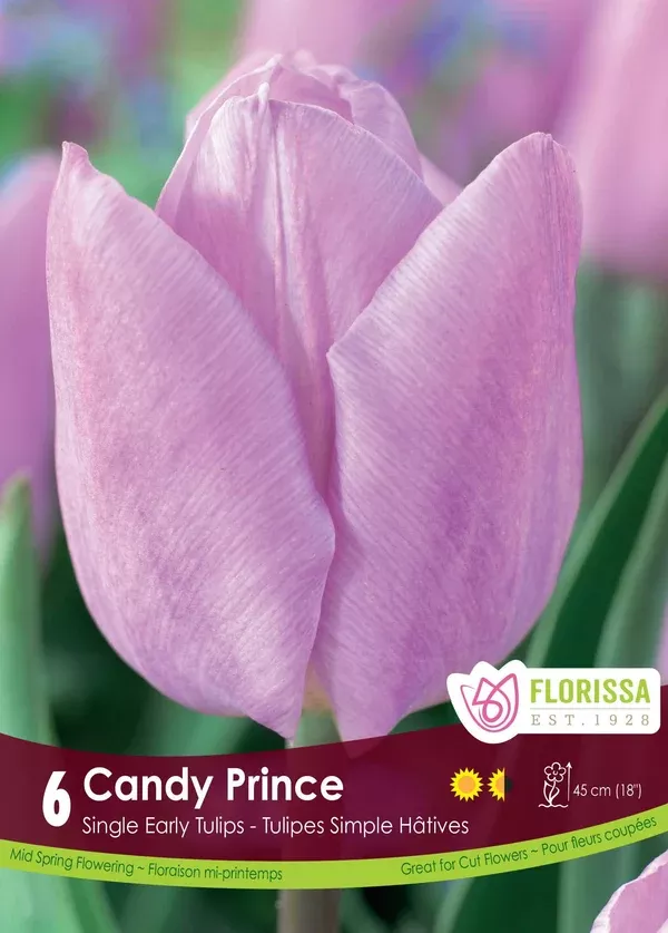 Tulip 'Candy Prince'