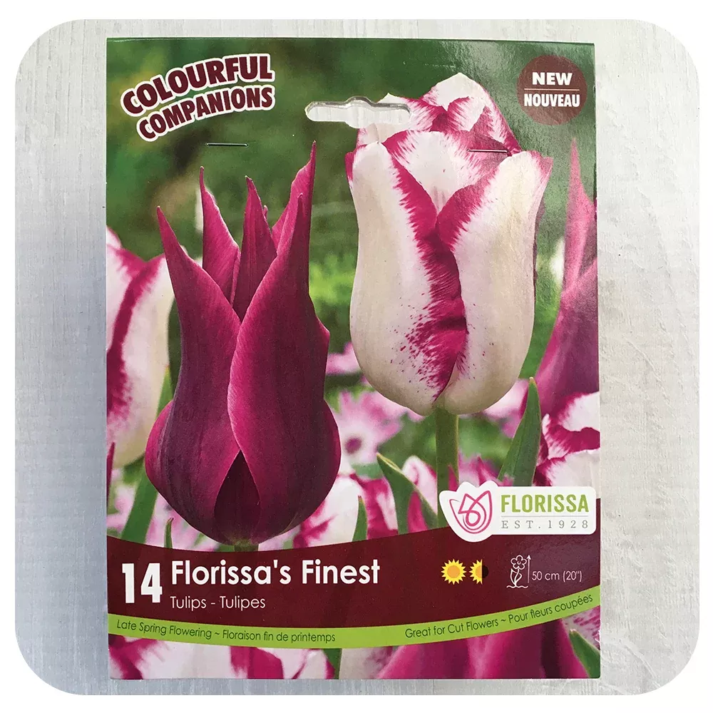 Tulip Mix 'Florissa's Finest'