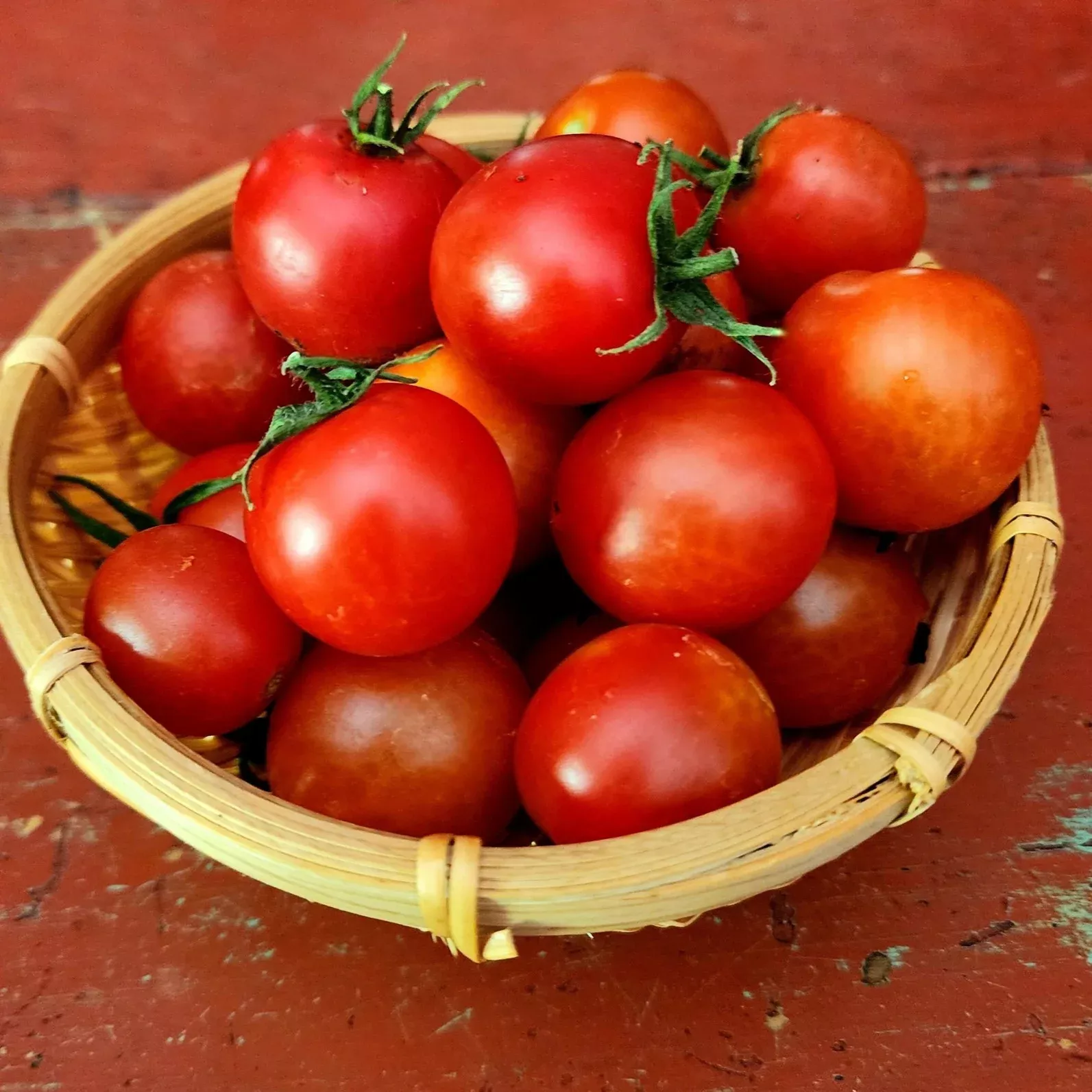 Tumbling Tom Red Tomato
