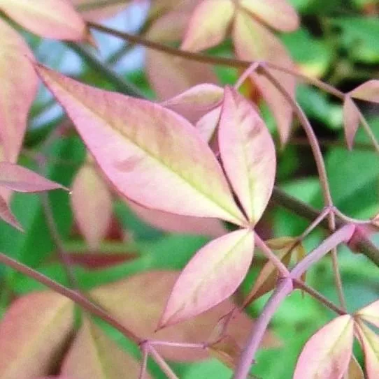 Twilight Heavenly Bamboo