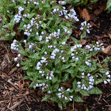Twinkle Toes Pulmonaria