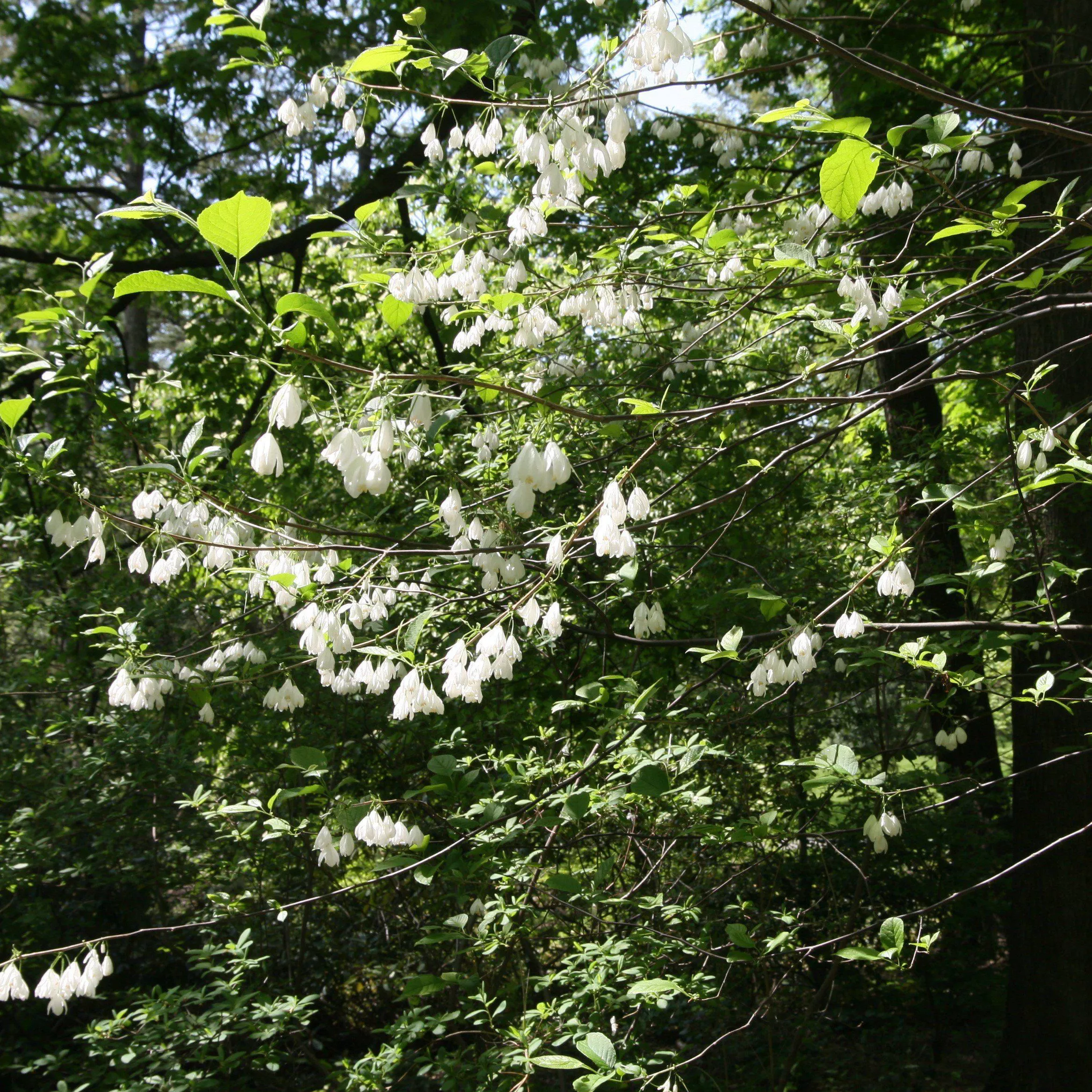 Two-Wing Silverbell, American Snowdrop Tree