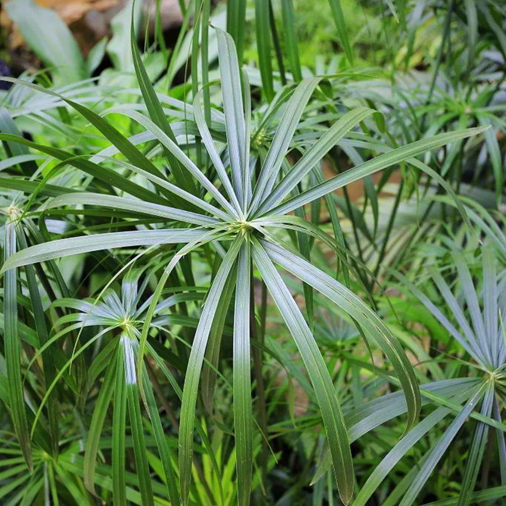 Umbrella Palm