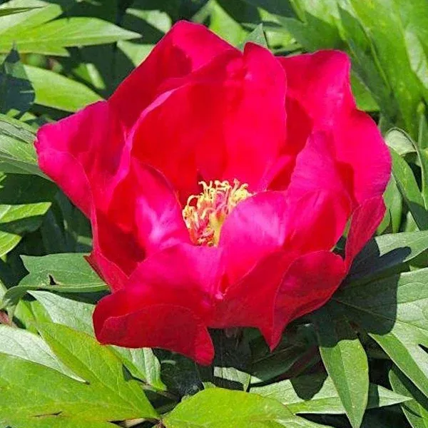 Unique Itoh Peony