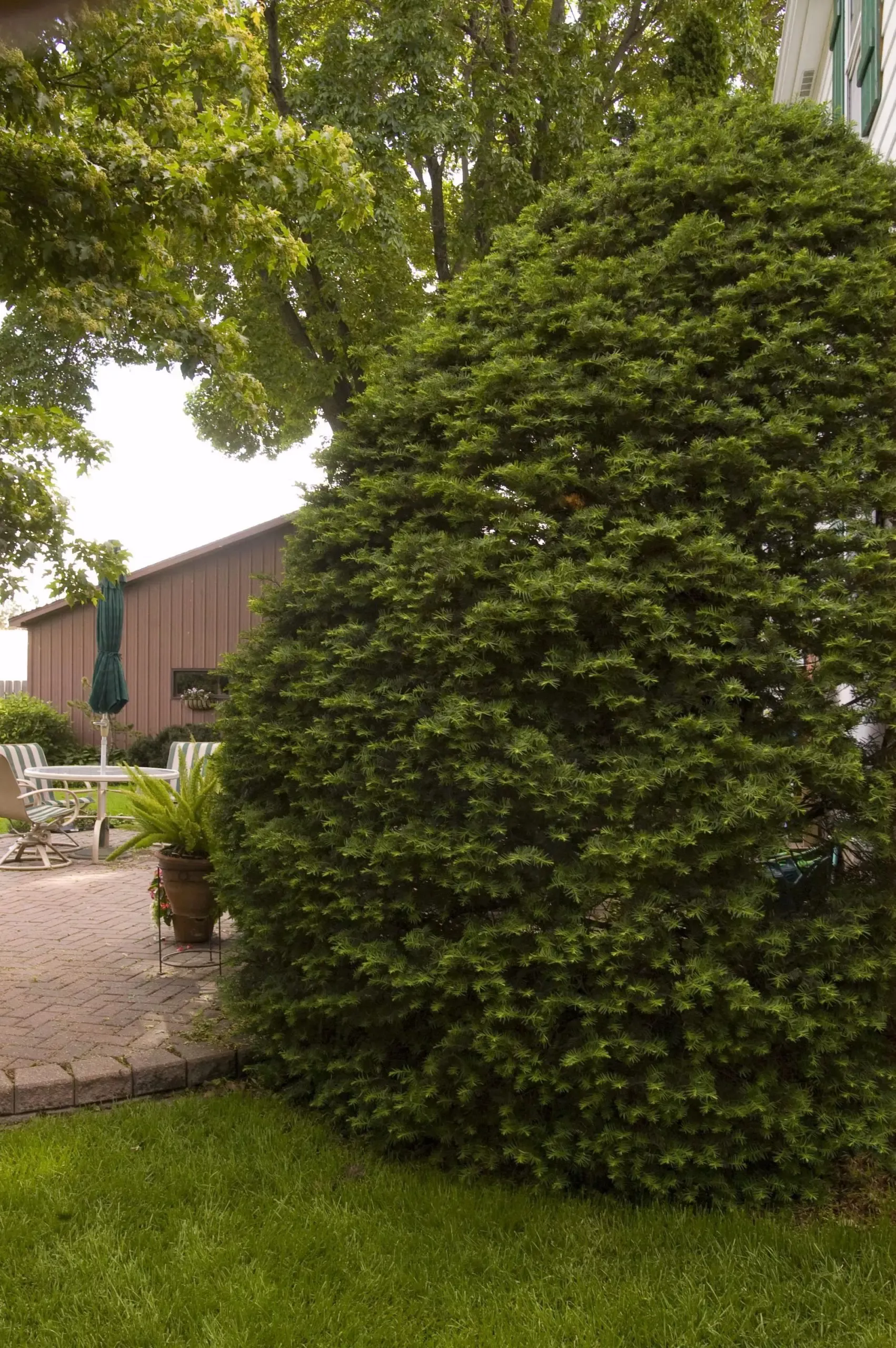 Upright Japanese Yew