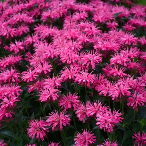 Upscale™ 'Pink Chenille' Bee Balm
