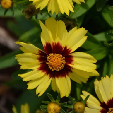 Uptick Yellow & Red Tickseed