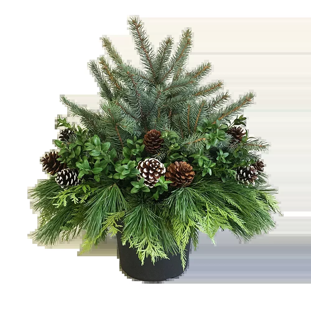 Urn - Blue Spruce and Cone*