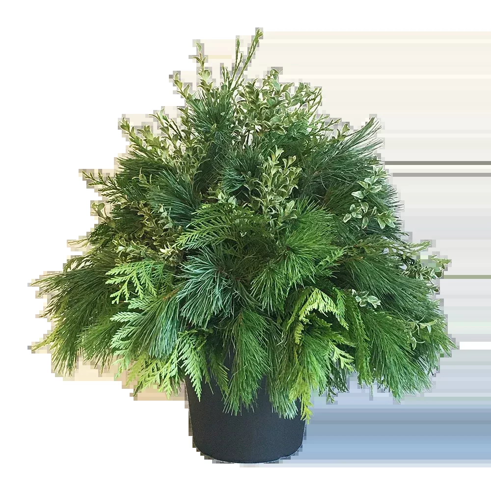 Urn - Green Mix Oregonia