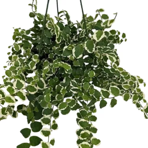 Variegated Creeping Fig