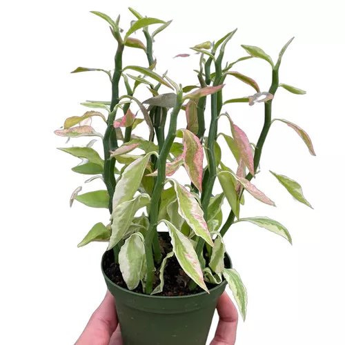 Variegated Devil's Backbone Euphorbia