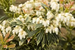 Variegated Japanese Pieris