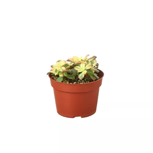 Variegated Kiwi Succulent