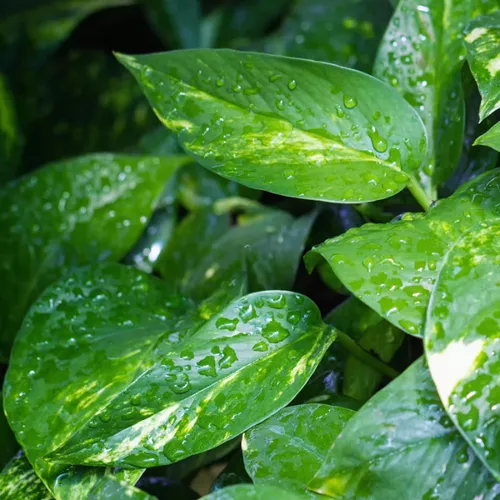 Variegated Pothos