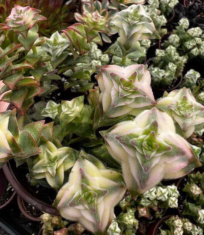 Variegated String of Buttons Live Plant – Trailing Succulent in 4 Inch Pot