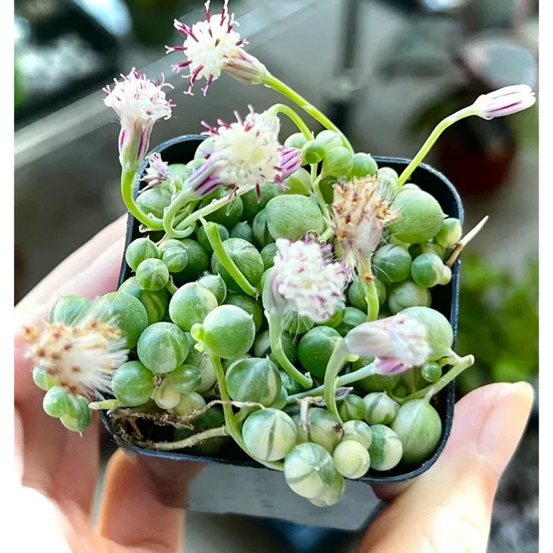 Variegated String of Pearls Live Plant – Trailing Succulent – 2 Inch Pot
