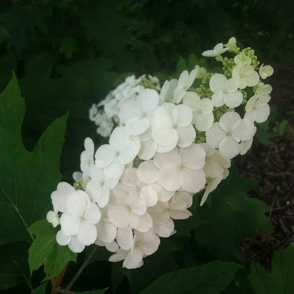 Vaughn's Lillie Hydrangea