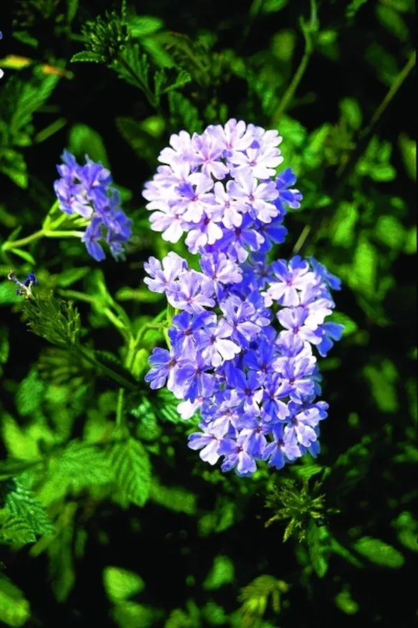 Verbena 'Pinwheel Princess'