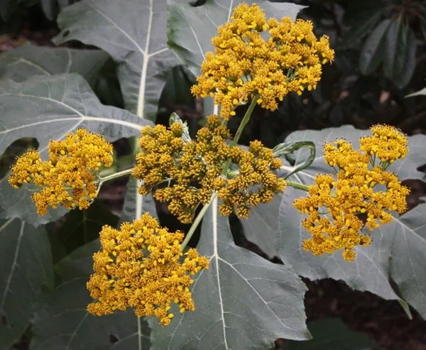Verbesina olsenii