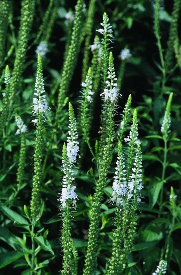 Veronica 'Iglo'
