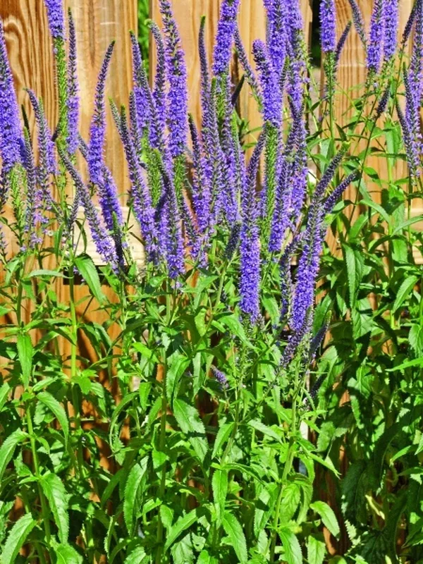 Veronica 'Pacific Ocean'