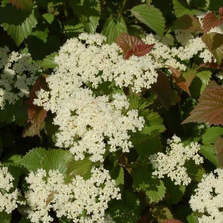 Viburnum, Red Feather Arrowwood