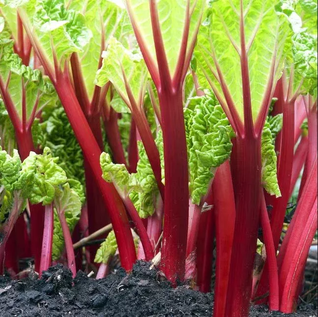 Victoria Rhubarb Bare Root Plant – Perennial Garden Starter, 3-5 Inch Tall