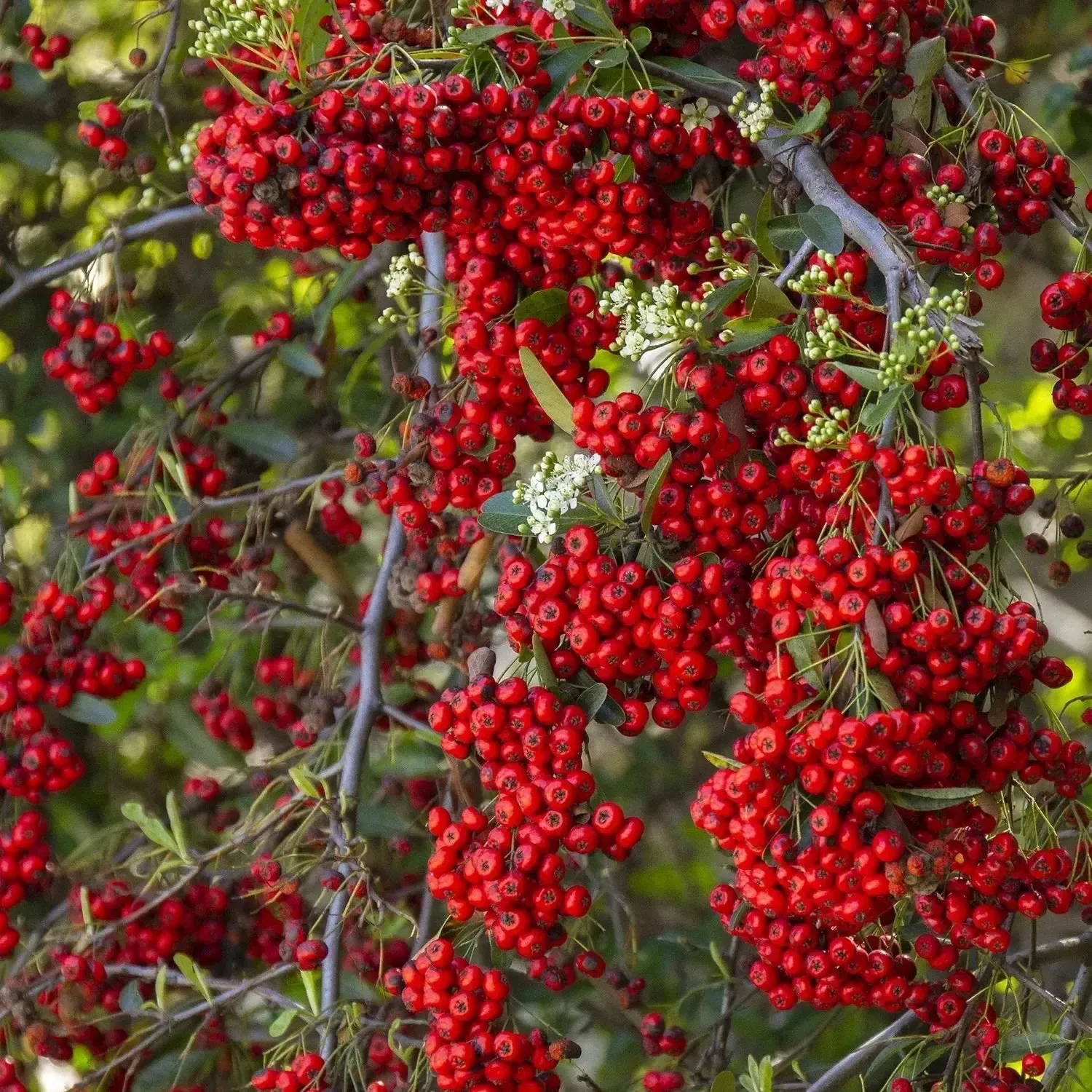 Victory Firethorn Shrub