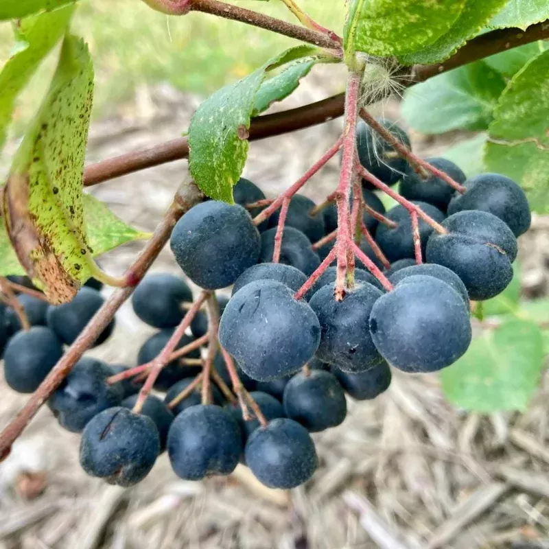 Viking Aronia Berry Live Plant, 6-12 Inches Tall, Chokeberry Shrub, Outdoor