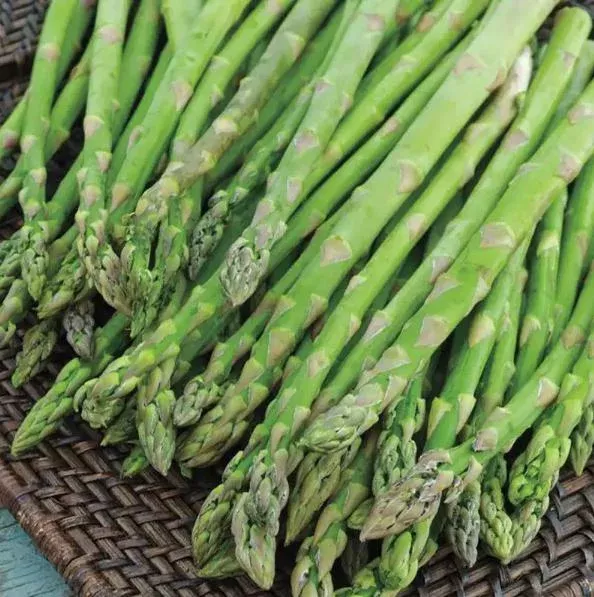 Viking Asparagus Bare Roots – Set of 5 Heirloom Live Plants for Garden