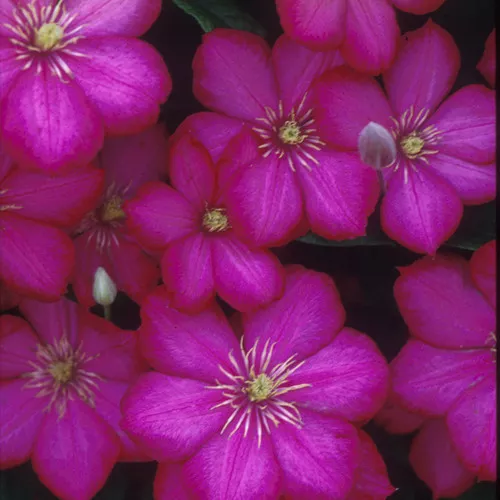 Ville De Lyon Clematis