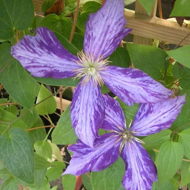 Vine - Clematis Tie Dye