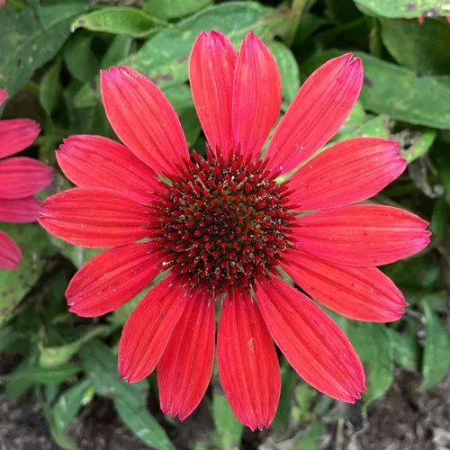 Vintage Ruby Coneflower