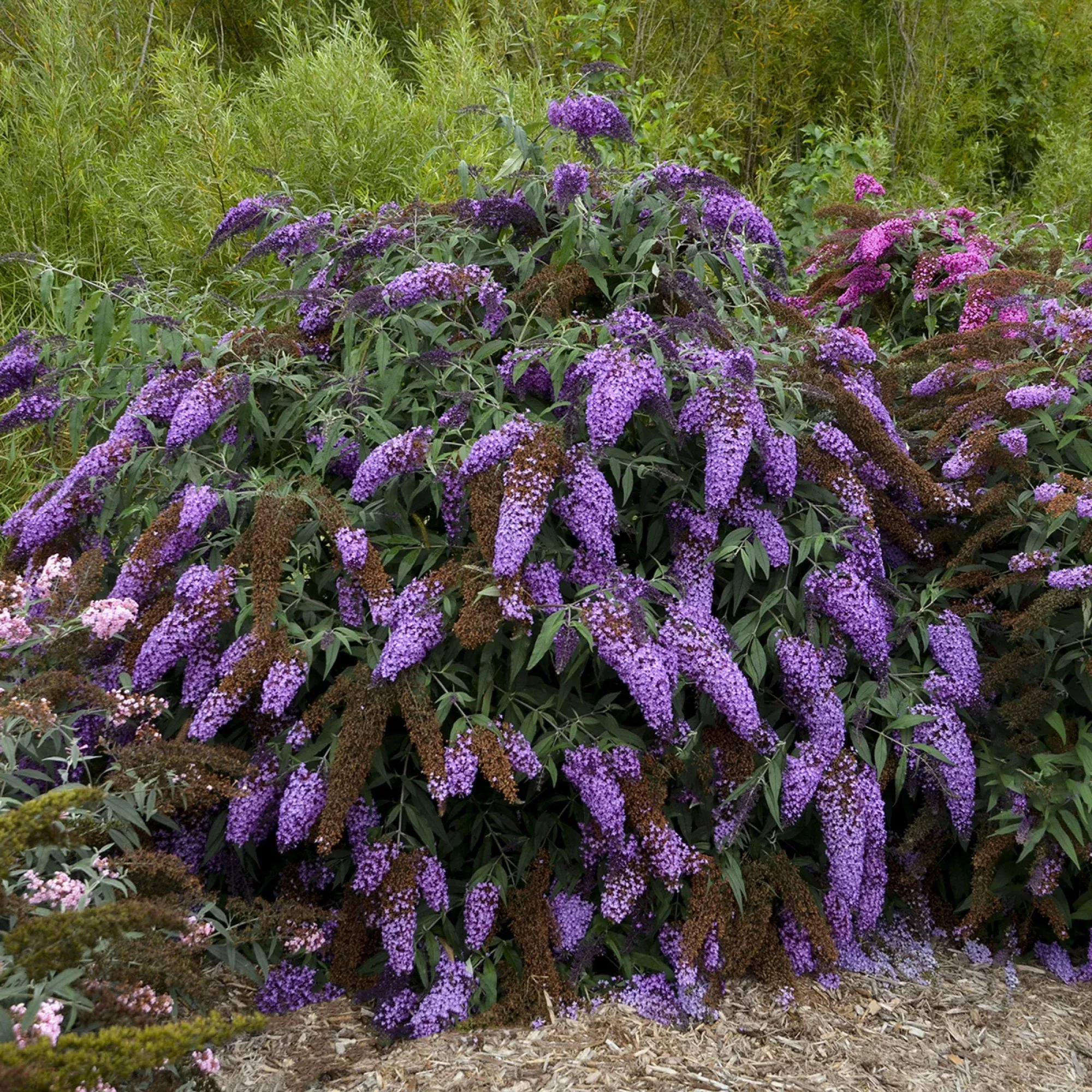 Violet Cascade Butterfly Bush