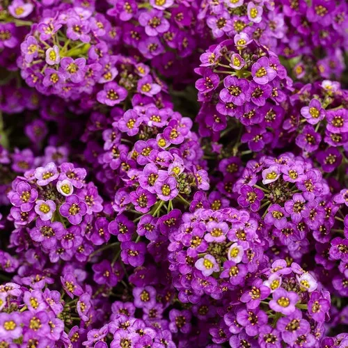 Violet Knight Sweet Alyssum