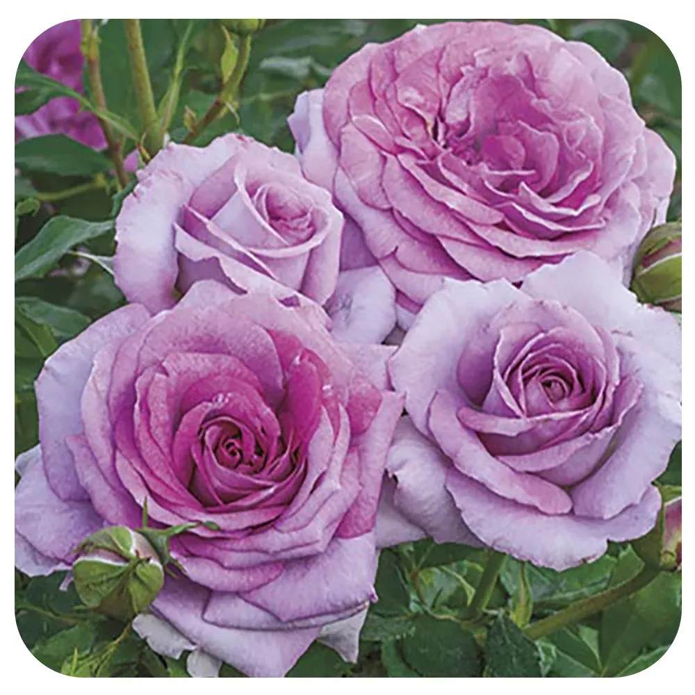 Violet's Pride™by Weeks Roses