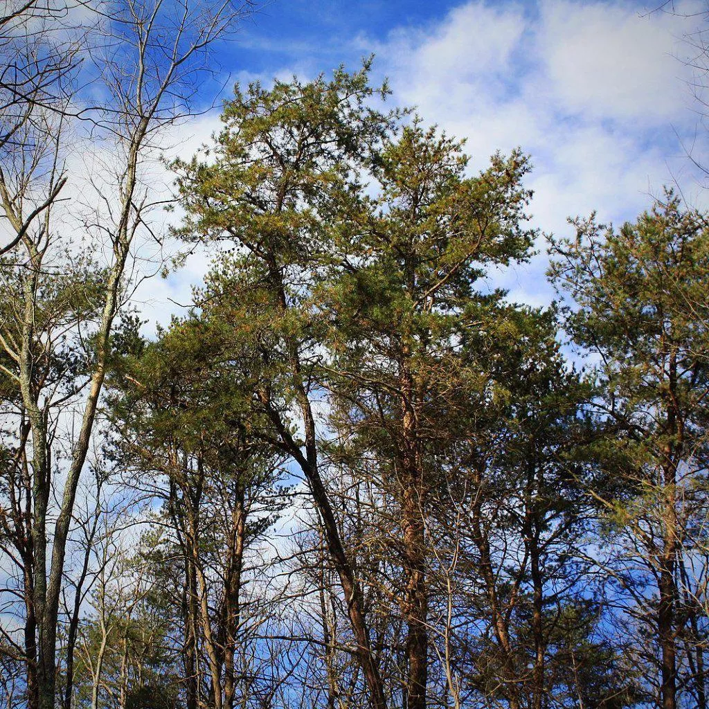 Virginia Pine