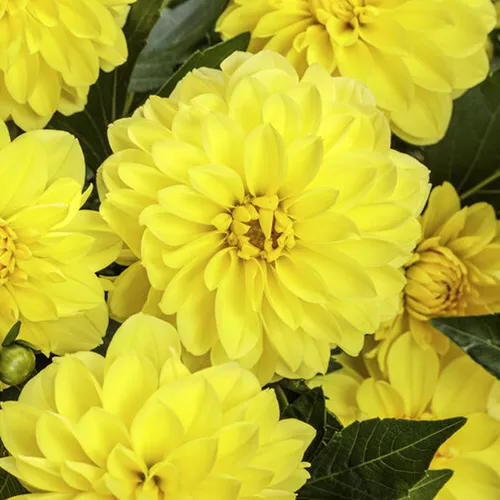 Virtuoso™ Dayglo Yellow™ Dahlia